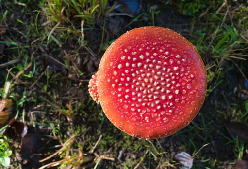 closeup of beautiful Amanita muscaria mushrooms in an autumn forest
