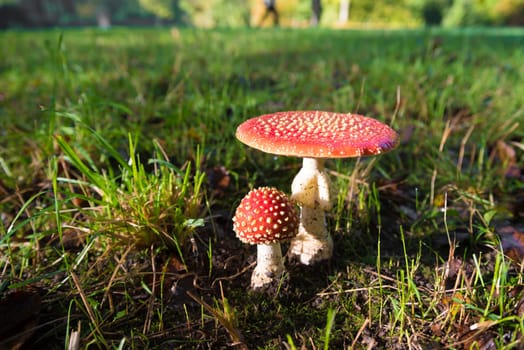 closeup of beautiful Amanita muscaria mushrooms in an autumn forest