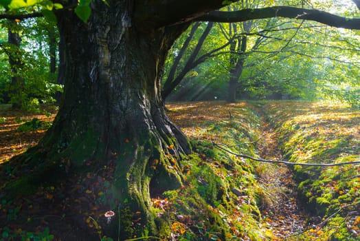 beech tree trunk in an zutumn forest