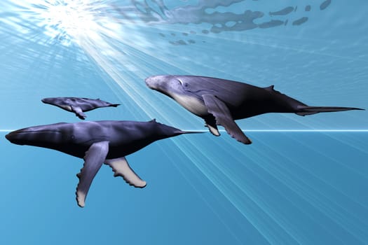 A mother Humpback whale and her calf are escorted by another whale family member.