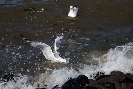 Gull