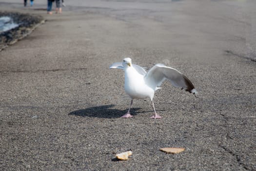 Gull