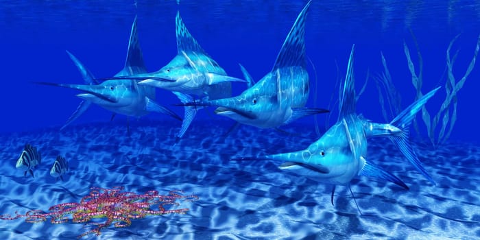 The Blue Marlin is a predator and a favorite game fish of deep sea anglers.