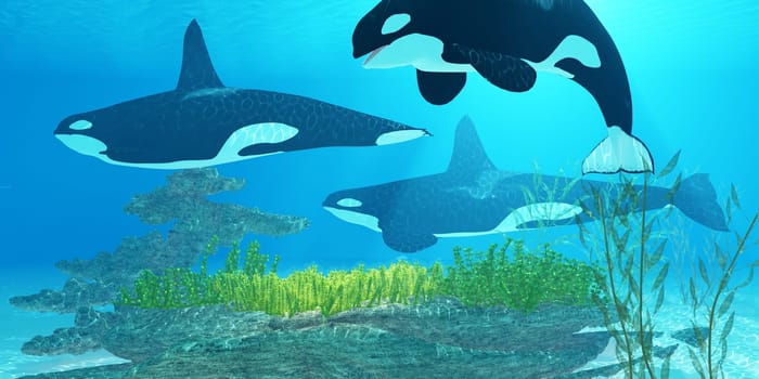Three Killer Whales pass over a reef on a journey to find their next prey.