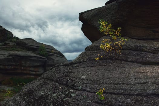 Little tree grows through the rocks