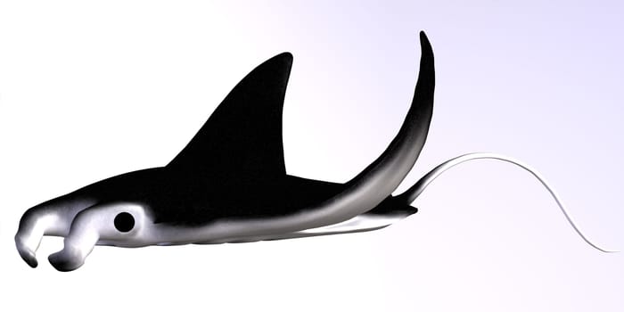 The Manta Ray is a filter feeder eating large quantities of plankton and bear live pups after a gestation over a year.