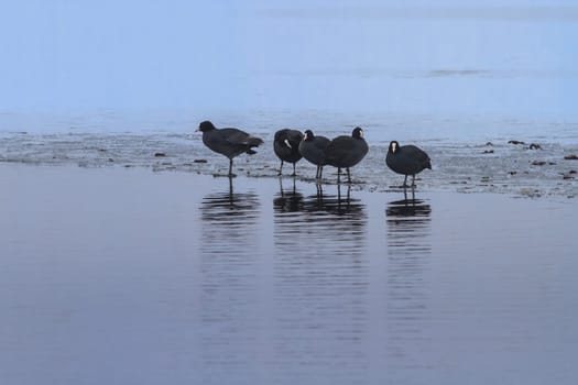 Eurasian coot in winter. Location: Comana Natural Park, Romania.
