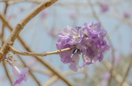 Jacaranda tree with a bunch of purple flower on blue sky background