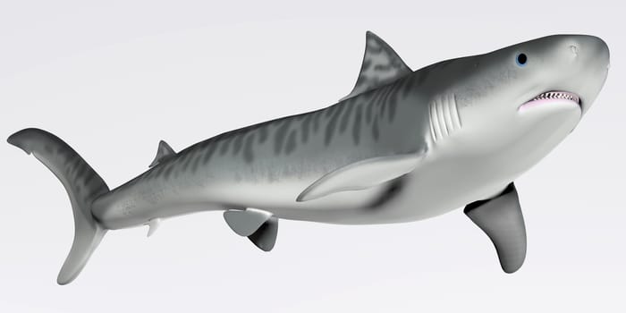 The Tiger shark is a very large macropredator that can reach a length of 5 meters or 16 feet.