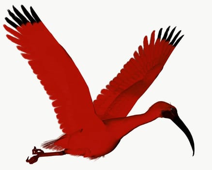 The Scarlet ibis is a wading bird that uses its long bill to catch fish, insects and crustaceans.