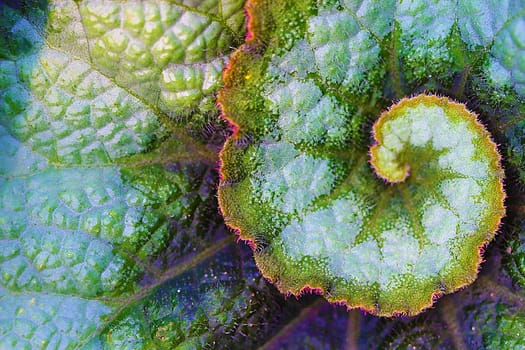 The Rex Begonia is known for its large hairy colorful leaves and is a perennial.