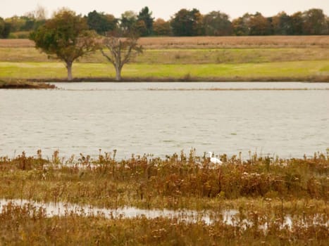 small little egret on edge of river water coast autumn  essex  england  uk