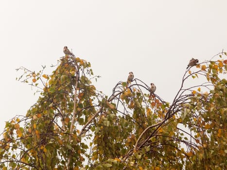 beautiful small birds on the top of tree branches in overcast autumn sky  essex  england  uk