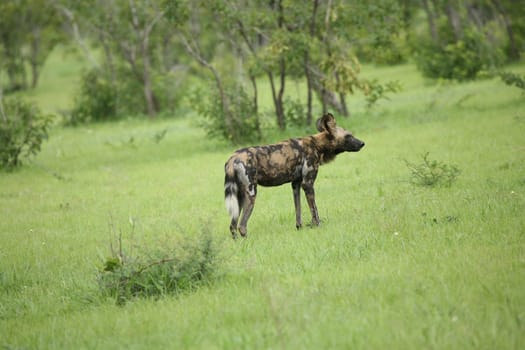 Wild Dog dangerous mammal animal africa savannah Kenya