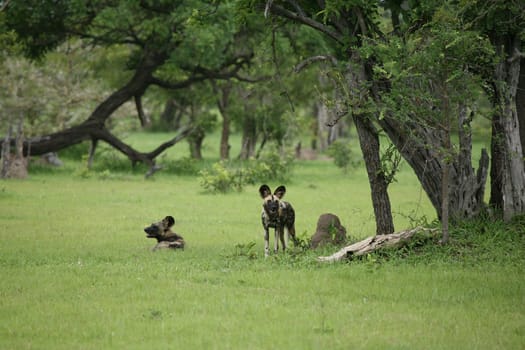Wild Dog dangerous mammal animal africa savannah Kenya