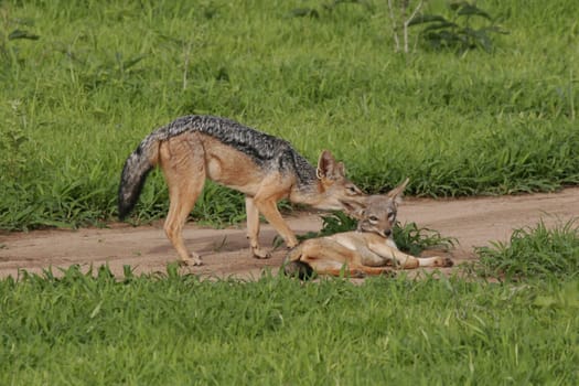 Wild Dog dangerous mammal animal africa savannah Kenya