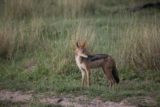 Wild Dog dangerous mammal animal africa savannah Kenya