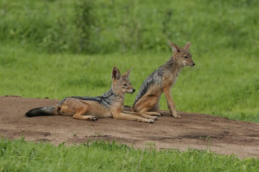 Wild Dog dangerous mammal animal africa savannah Kenya