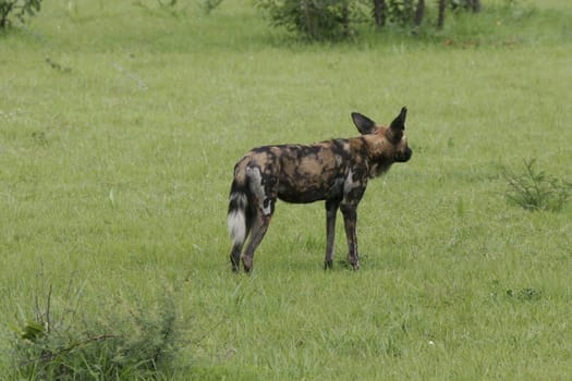 Wild Dog dangerous mammal animal africa savannah Kenya