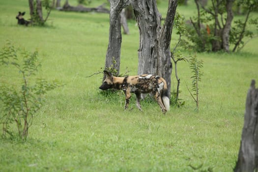 Wild Dog dangerous mammal animal africa savannah Kenya