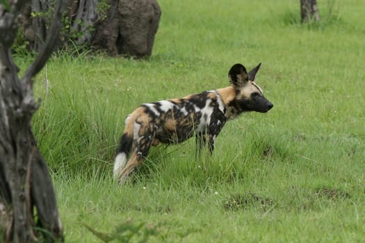 Wild Dog dangerous mammal animal africa savannah Kenya