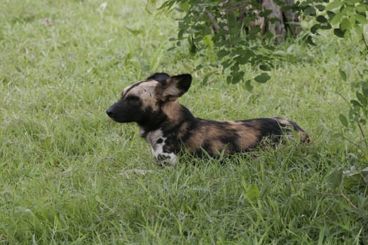 Wild Dog dangerous mammal animal africa savannah Kenya