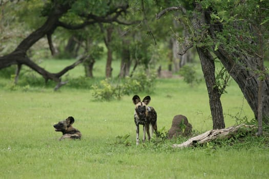 Wild Dog dangerous mammal animal africa savannah Kenya