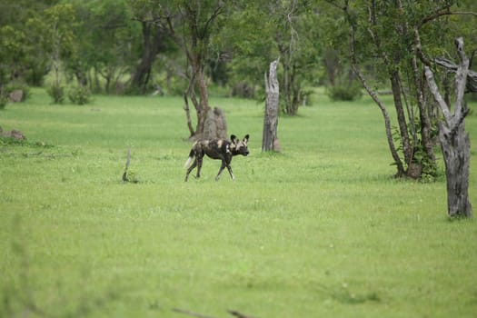 Wild Dog dangerous mammal animal africa savannah Kenya