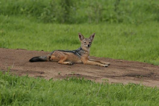 Wild Dog dangerous mammal animal africa savannah Kenya