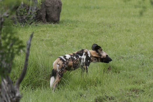 Wild Dog dangerous mammal animal africa savannah Kenya