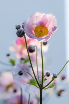 Pale pink flower Japanese anemone, close-up. Note: Shallow depth of field