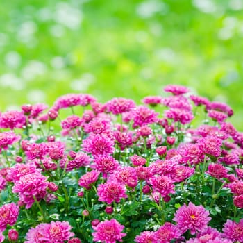 Beautiful blooming pink chrysanthemum bush in the garden