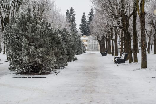 City park in the winter, the trees covered with hoarfrost