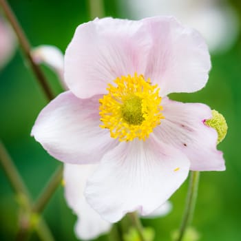 Pale pink flower Japanese anemone, close-up. Note: Shallow depth of field