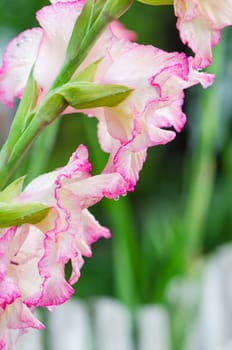 Light pink gladiolus flower in garden, close-up  ** Note: Shallow depth of field