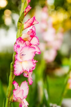 Light pink gladiolus flower in garden, close-up