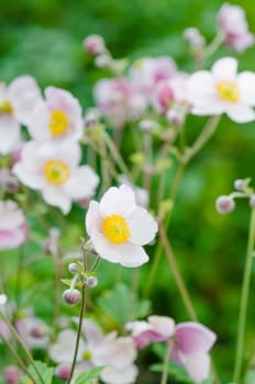 Pale pink flower Japanese anemone, close-up. Note: Shallow depth of field