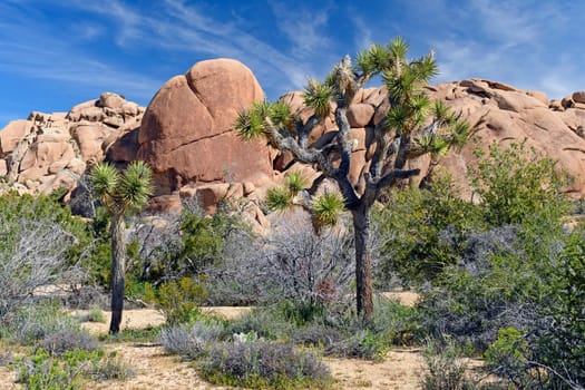 Joshua Trees among the Desert Rocks in Joshua Tree National Park in California