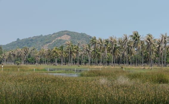 Landscape of Asian countryside of coconut palm trees plantation