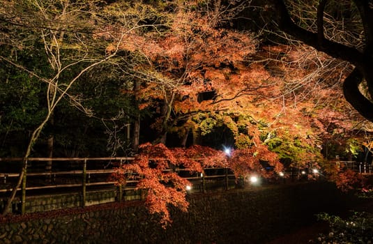 Beautiful autumn scenery of Japanese garden with maple foliage lighted up along the canal at night in Kyoto, Japan