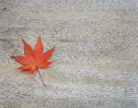 Japanese autumn color of Red Maple Leaf on wood background with copy space for text