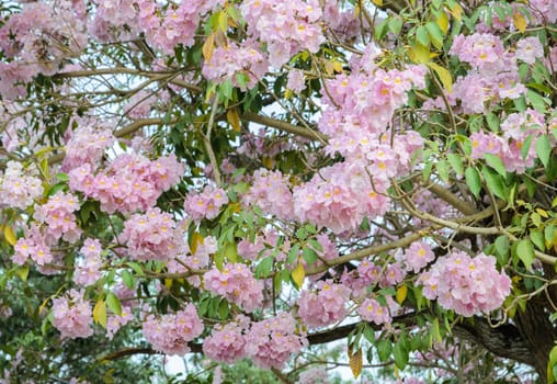 Pink flower of Trumpet or Tabebuia tree in full bloom