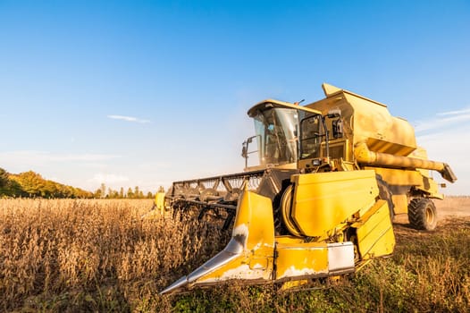 Harvesting of soybean field with combine harvester. Yellow thresher.