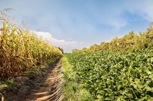 Soybeans and corn fields separated by an irrigation canal.