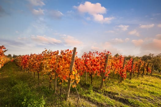Landscape with red leaves autumn vineyards. Agricultural scene at fall.