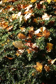 A green shrub with many yellow autumn leaves on the branches.