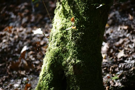 The close-up of a tree stump covered with moss.