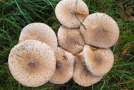 top view of some edible armlilaria mellea mushrooms