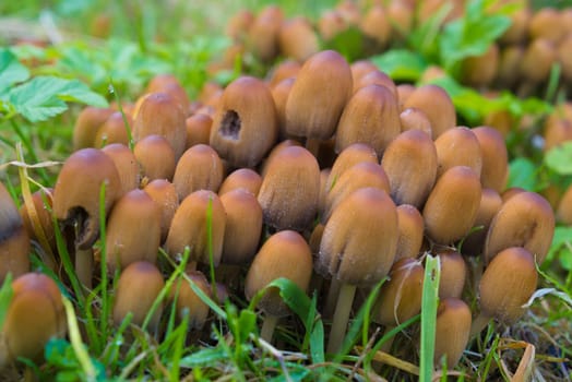 bunch of brown mushrooms on a tree trunk