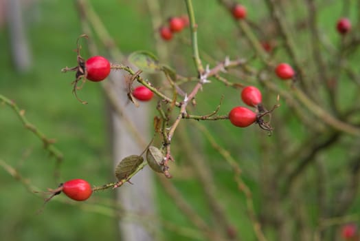 red rose hips on a bush